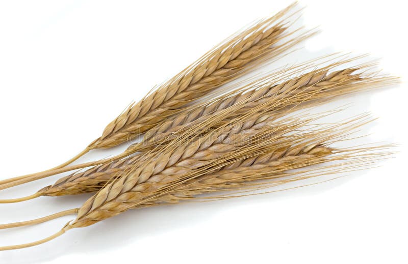Oídos de trigo