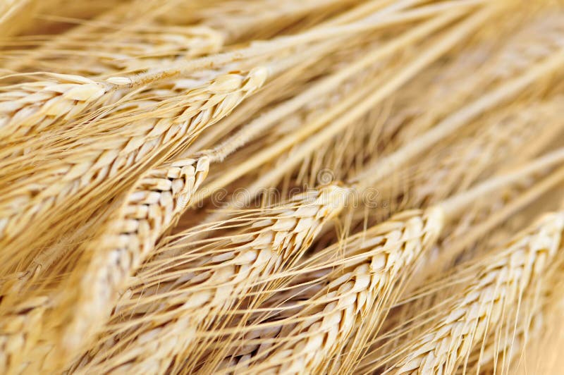 Oídos del trigo
