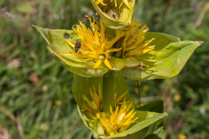 Одиночный завод большей желтой горечавки - Gentiana lutea стоковое фото rf Одиночный завод большей желтой горечавки - Gentiana lutea стоковое фото rf