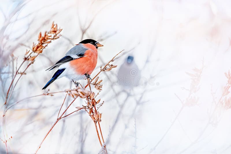 Общий Pyrrhula Bullfinch птицы с красной грудью сидя на ветви клена снега стоковые изображения rf Общий Pyrrhula Bullfinch птицы с красной грудью сидя на ветви клена снега стоковые изображения rf
