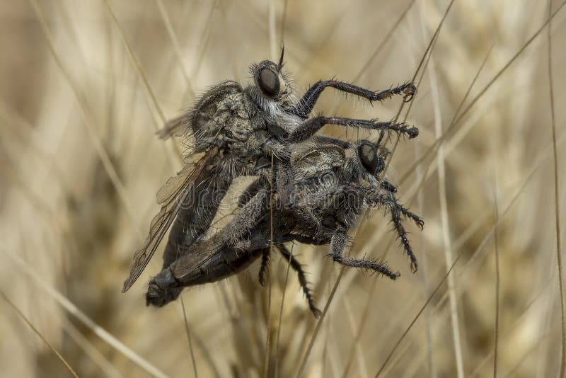 Ответная часть 2 большая robberflies летом стоковое фото Ответная часть 2 большая robberflies летом стоковое фото