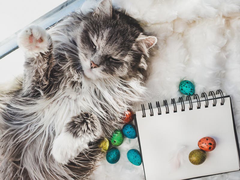 Очаровывая котенок, sketchbook с пустой страницей и пасхальными яйцами стоковые изображения Очаровывая котенок, sketchbook с пустой страницей и пасхальными яйцами стоковые изображения