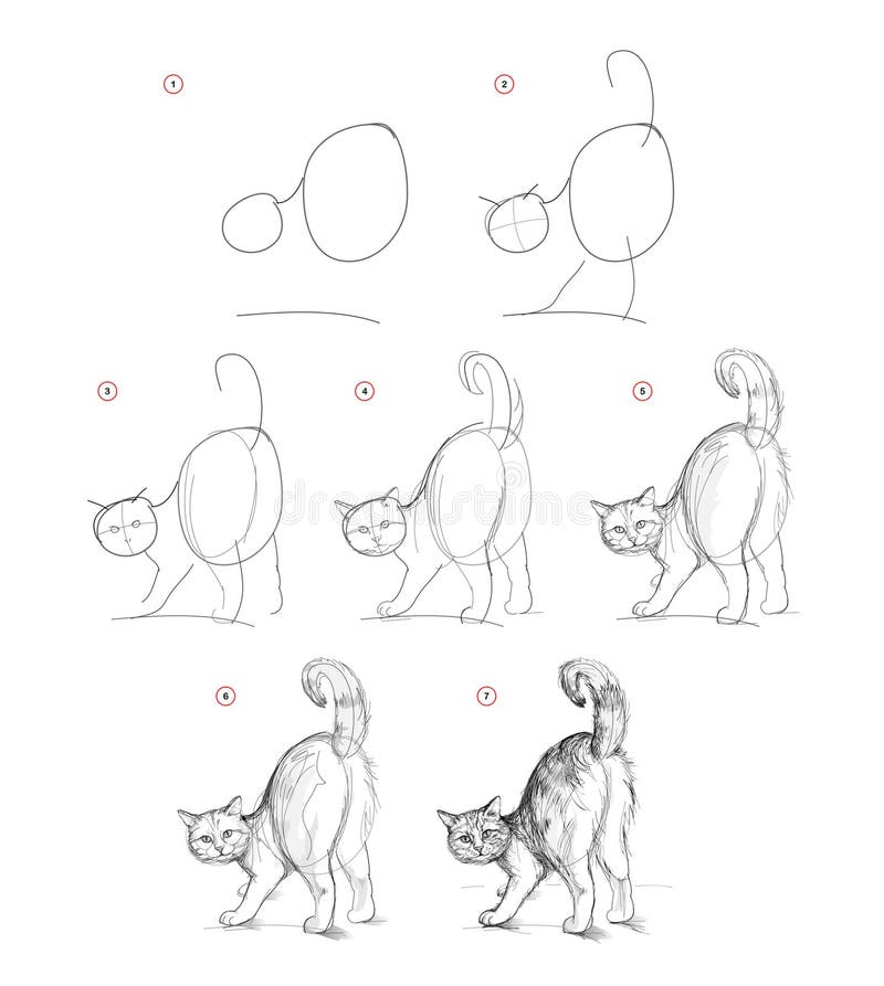 Página Mostra Como Aprender Desenhar Esboço Gato Sentado Criação Passo  imagem vetorial de Nataljacernecka© 558025516