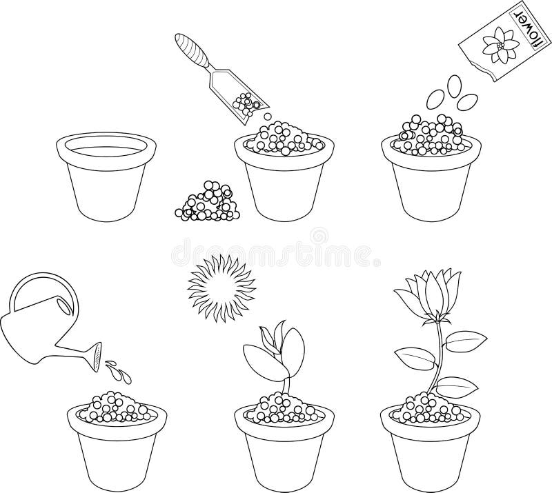 Página Que Colorea Instrucciones En Cómo Plantar La Flor En Seis Pasos  Fáciles Paso a Paso Ilustración del Vector - Ilustración de germen,  concepto: 120195453