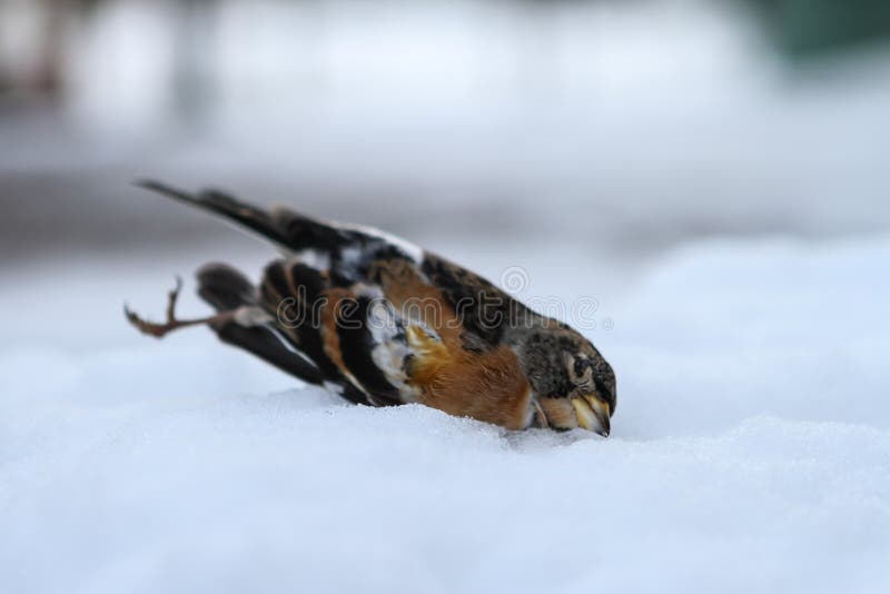 Claire espía tarta Pájaro Congelado En El Invierno Imagen de archivo - Imagen de pena, nieve:  74412449