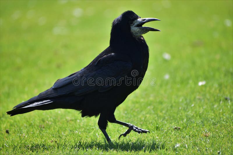 Hábil Delicioso Shetland Pájaro negro parlante foto de archivo. Imagen de cubo - 214423206