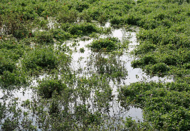 Pântano Com água E Areia Movediça Imagem de Stock - Imagem de lago