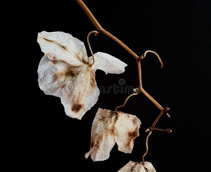 Flor De Orquídea Murchada Sobre Fundo Branco Foto de Stock - Imagem de  nostalgia, ligeiro: 176999828