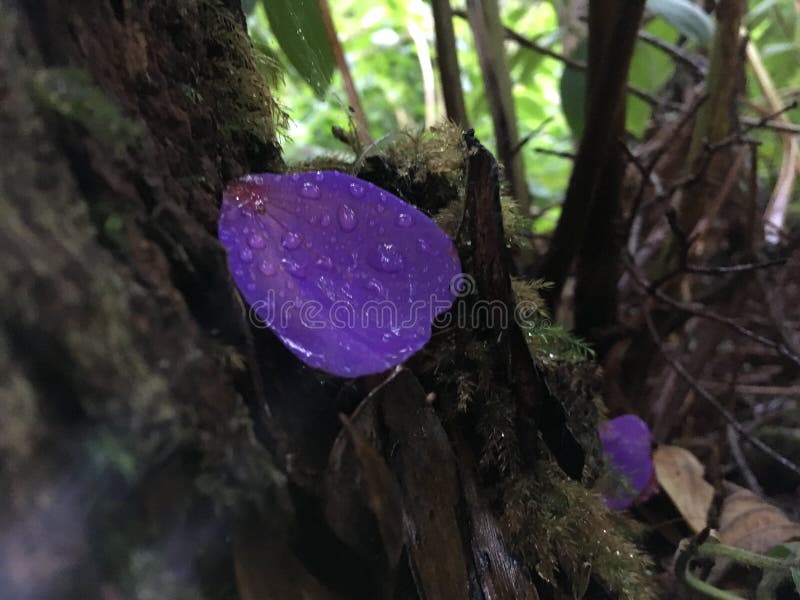 Pétalo De La Flor De Tibouchina Urvilleana Que Miente En Musgo En Raíces Del árbol En El Parque Nacional De Los Volcanes De Hawai Imagen de archivo - Imagen de planta, lluvia: Pétalo De La Flor De Tibouchina Urvilleana Que Miente En Musgo En Raíces Del árbol En El Parque Nacional De Los Volcanes De Hawai Imagen de archivo - Imagen de planta, lluvia: