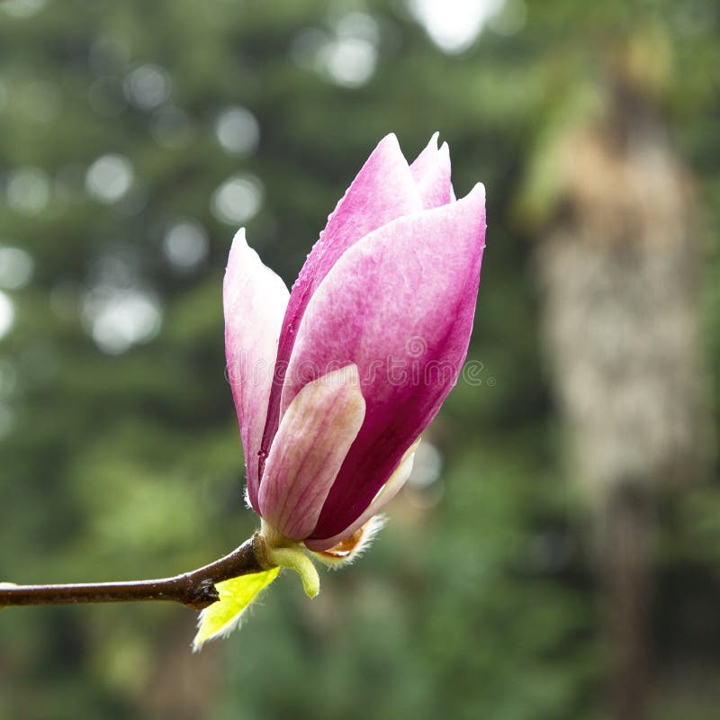 Pétalos De Magnolia Rosa Primer Plano En Las Ramas. Púrpura Tulipán Magnolia  Flores En Un árbol. Fondo Natural Floral. Temprano Imagen de archivo -  Imagen de fragante, arbusto: 214983893