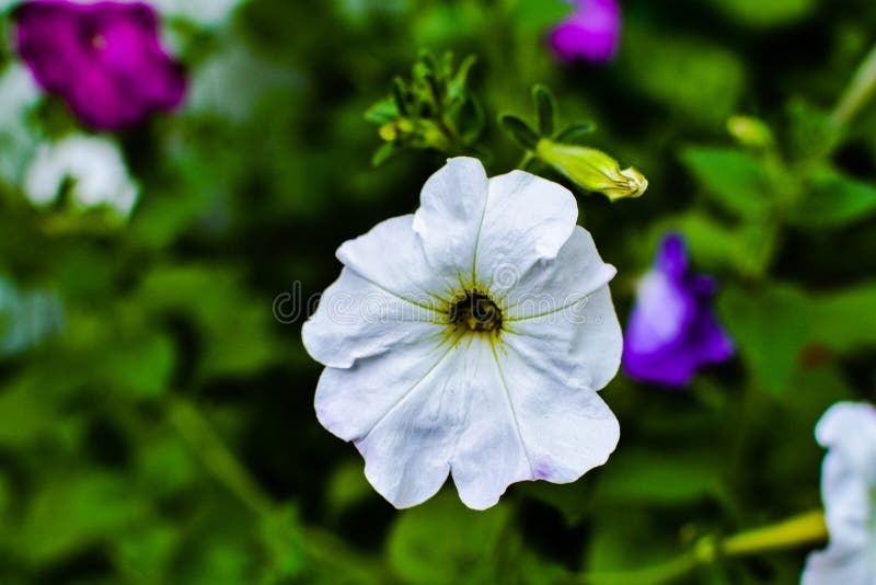 Pétunia Blanc Fleurs De Jardin Fleurs De Pétunia Blanc Fleurs De Jardin  Image stock - Image du ornemental, fleur: 222849467