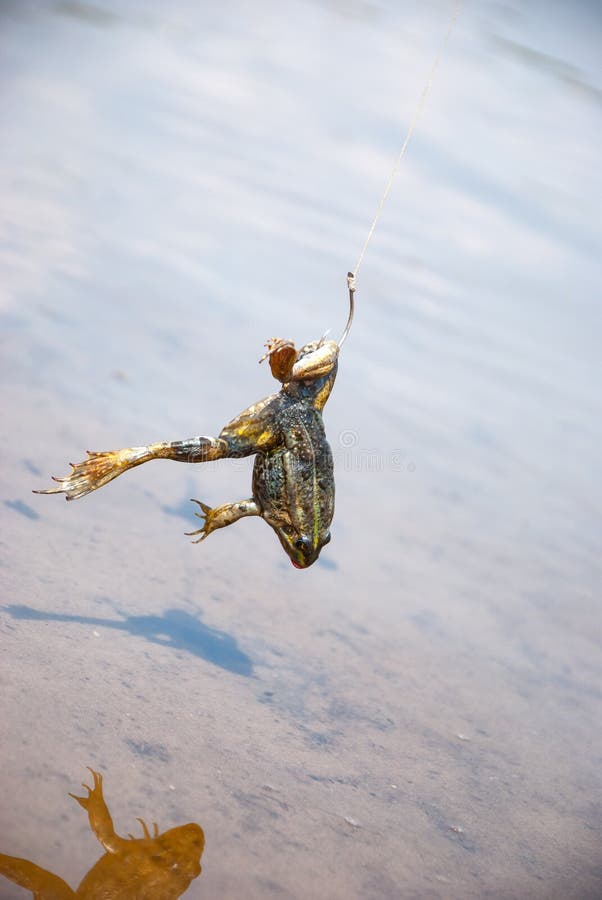 Peche Amorce Pour Le Poisson Chat Grenouille Sur Le Crochet Sur La Riviere Photo Stock Image Du Fleuve Freshwater Peche Amorce Pour Le Poisson Chat Grenouille Sur Le Crochet Sur La Riviere Photo Stock Image Du Fleuve Freshwater