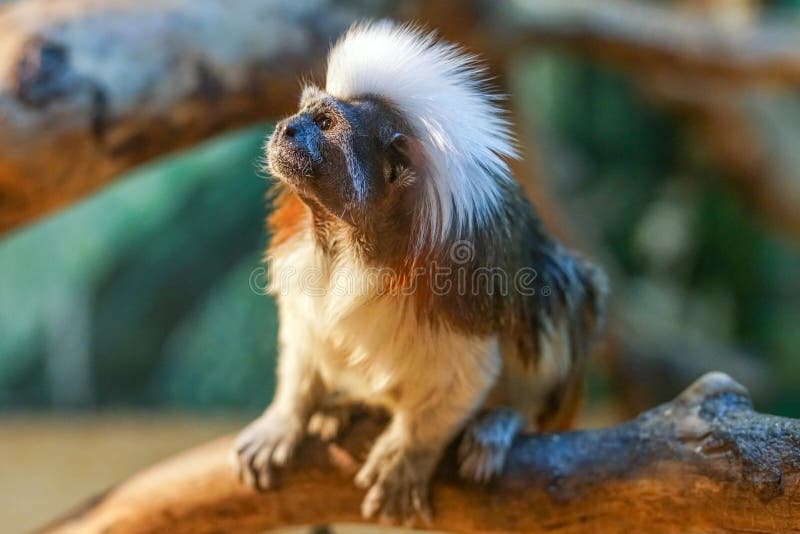 Foto de Macaco Sagui Cabeçadealgodão Saguinus Oedipus e mais fotos