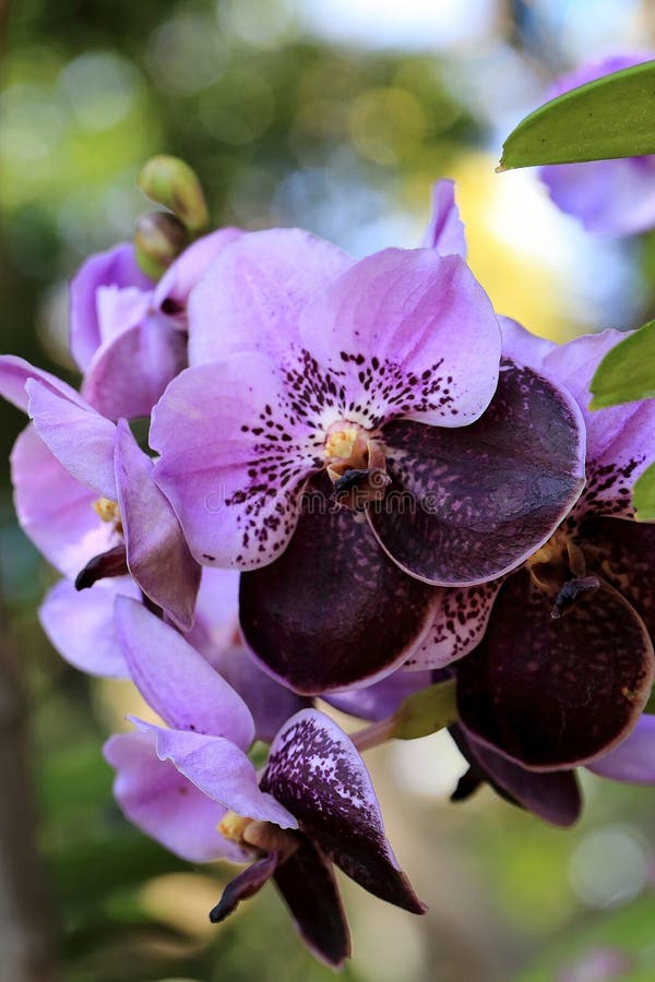 Púrpura - Orquídea Negra De Vanda Con El Fondo Verde Natural Del Bokeh Foto  de archivo - Imagen de aromaterapia, decorativo: 68828572