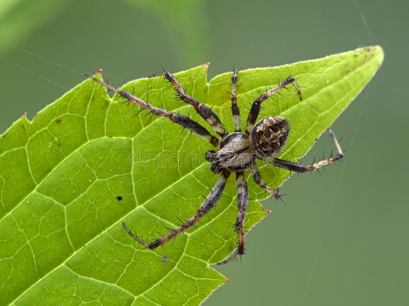 P1010115 Bonita Araña Tejedora Macho En Hoja Verde Límite Bahía Saltmarsh  Cecp 2020 Foto de archivo - Imagen de macro, despredador: 207685660