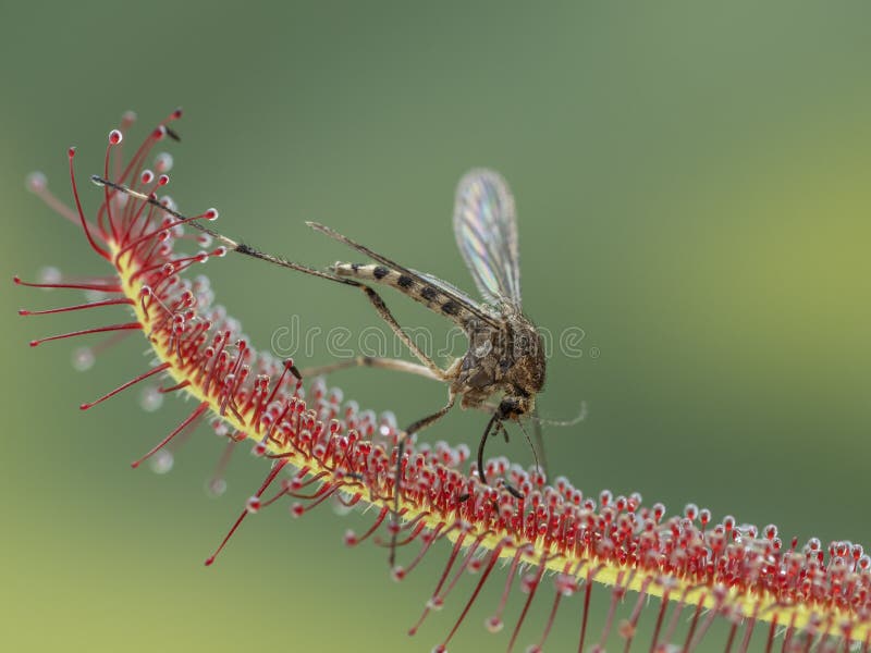 P6210199 especies de aedes aedes muertas atrapadas por la planta de caída de sol drosera capensis cecp 2024 imagen de archivo