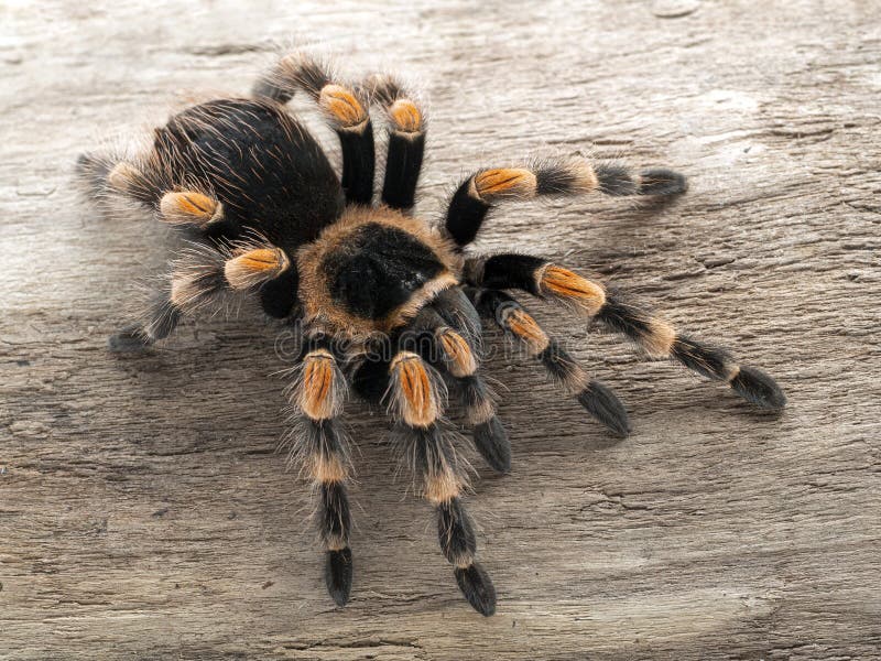 P1010006 Mexicana Orangeknee Tarantula Brachypelma Hamorii Sobre