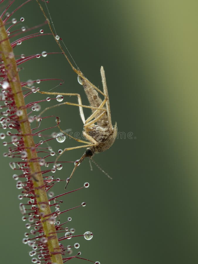 P8010038 mosquito aedes atrapado por una planta carnívora de rocío forjado drosera binata cecp 2021 foto de archivo libre de regalías