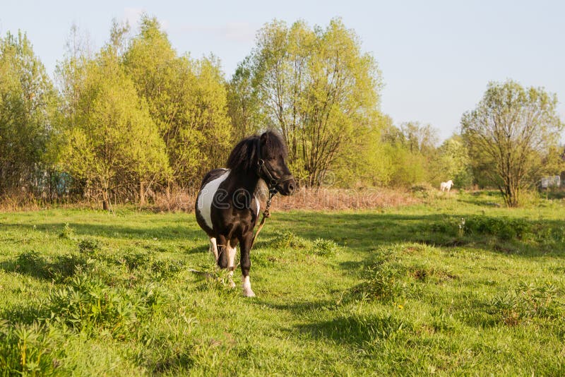 Cavalo preto comendo pastagem no curral a frente de um cavalo pardo Stock  Photo