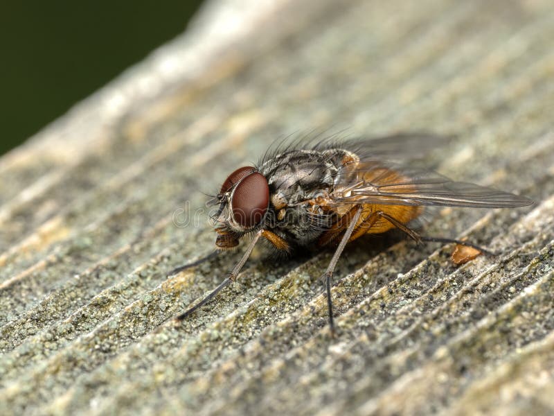 Colorful phaonid fly (Phaonia species) with large red eyes resting on a piece of weathered wooden. Colorful phaonid fly (Phaonia species) with large red eyes resting on a piece of weathered wooden