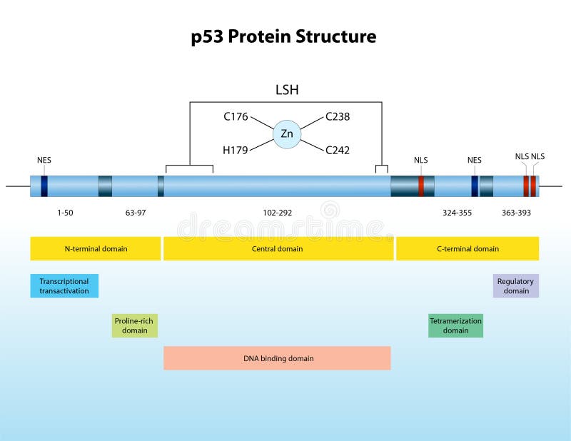 P53 protein structure stock illustration. Illustration of gene 91630656