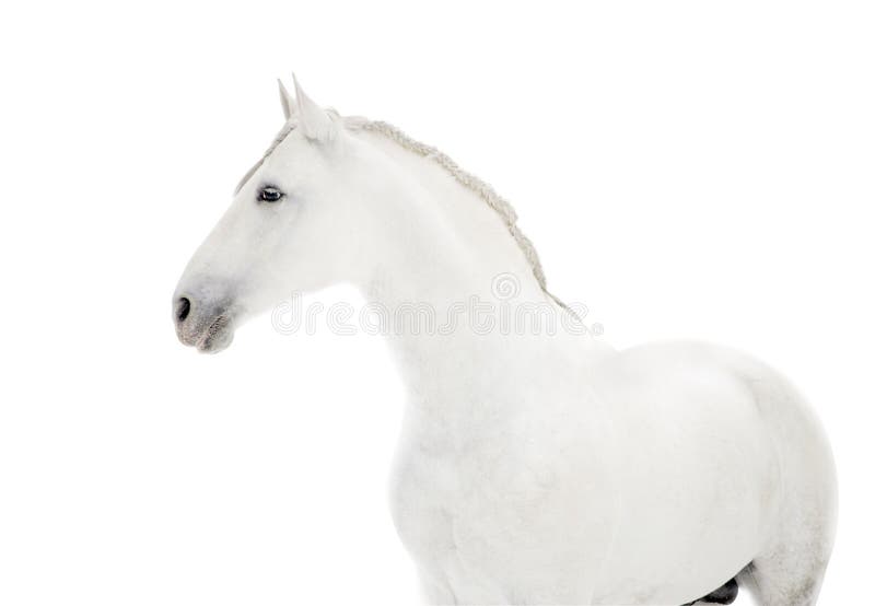 P.R.E. cavallo su bianco fotografie stock libere da diritti P.R.E. cavallo su bianco fotografie stock libere da diritti