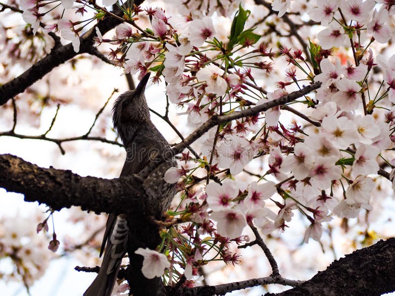 P?ssaro com Sakura P?ssaro pequeno na mola com a flor sakura da cereja da flor fotos de stock P?ssaro com Sakura P?ssaro pequeno na mola com a flor sakura da cereja da flor fotos de stock