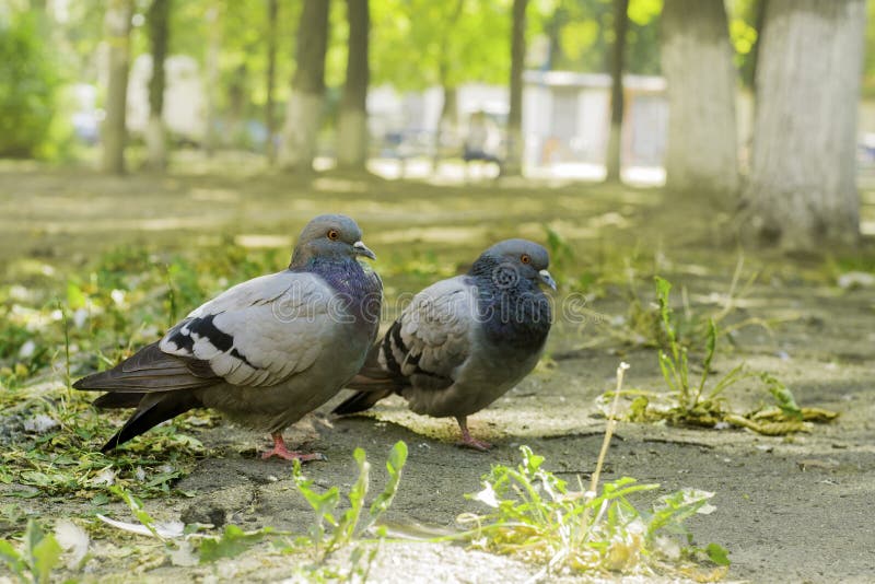 Paar die duiven zich op de grond, twee duiven bevinden stock afbeelding Paar die duiven zich op de grond, twee duiven bevinden stock afbeelding