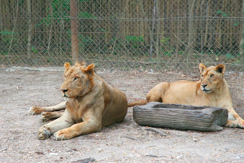 Paar leeuwenwijfjes die op de grond voor omheining leggen Natuurlijke openluchtdierentuin in Thailand Gekraste snuit van rijpe Le