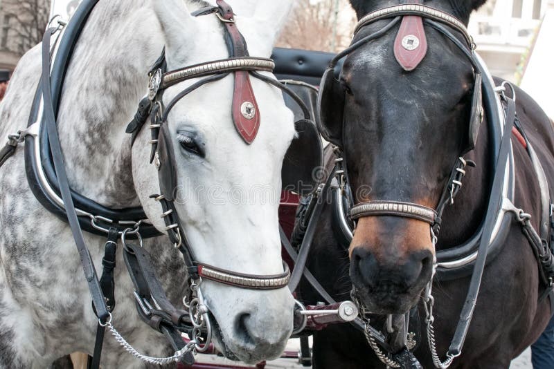 Paar paarden in de close-up van uitrustingssnuiten royalty-vrije stock foto's Paar paarden in de close-up van uitrustingssnuiten royalty-vrije stock foto's