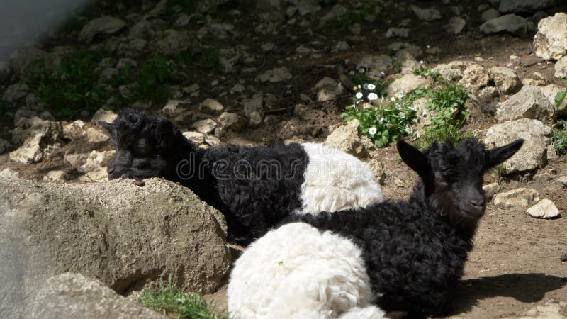 Paar schwarz-weiße Lämmer aus dem Haus, die von Felsen unter hellem Sonnenlicht ruhen stock footage