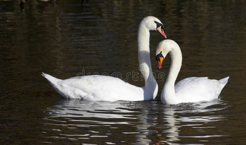 This pair of elegant Mute Swans were photographed at Slimbridge WWT in the UK. This pair of elegant Mute Swans were photographed at Slimbridge WWT in the UK.