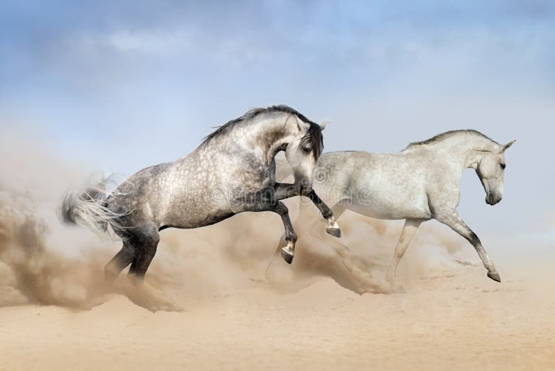 Paar van grijs die paard op woestijn in werking wordt gesteld royalty-vrije stock afbeelding Paar van grijs die paard op woestijn in werking wordt gesteld royalty-vrije stock afbeelding