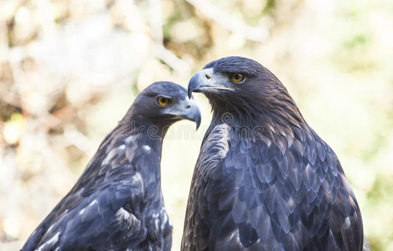 Paar van Iberische Gouden adelaars of Aquila-chrysaetos stock foto Paar van Iberische Gouden adelaars of Aquila-chrysaetos stock foto