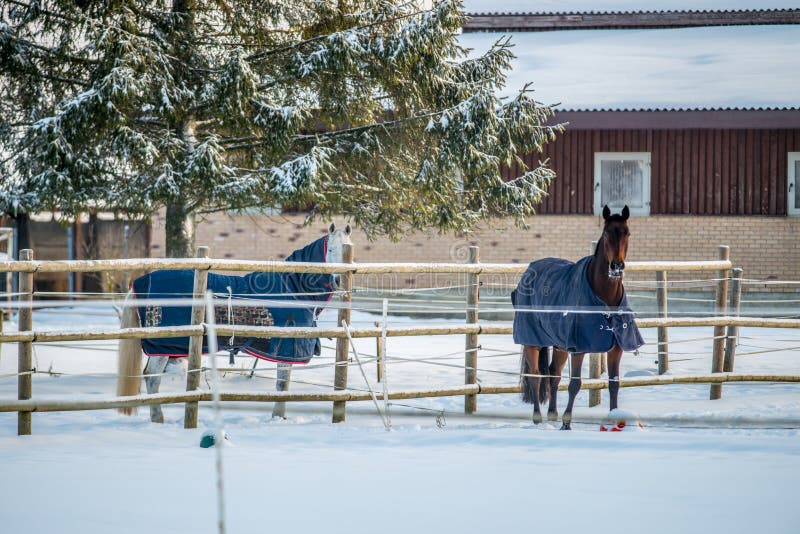 Paar van paarden met kleren in de winter royalty-vrije stock foto Paar van paarden met kleren in de winter royalty-vrije stock foto