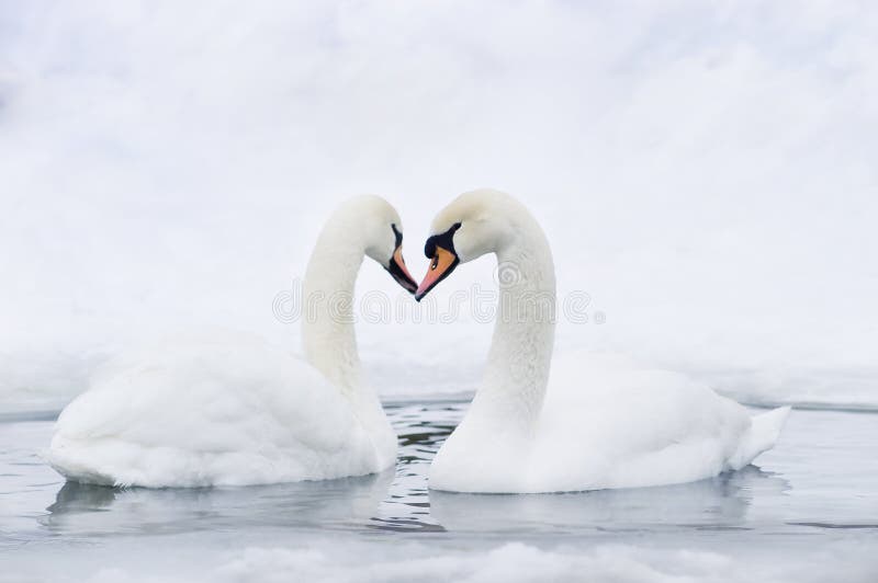 Couple of swans forming in water forming heart. Couple of swans forming in water forming heart