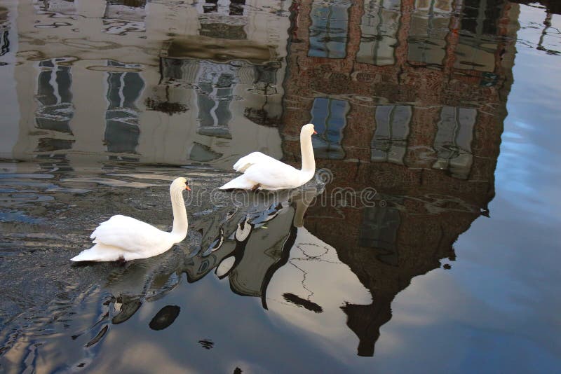 Paar witte zwanen in kanaal met historische gebouwenbezinning in water stock afbeeldingen Paar witte zwanen in kanaal met historische gebouwenbezinning in water stock afbeeldingen
