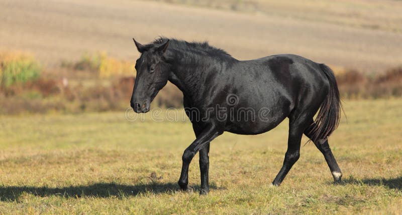 A beautiful Lipizzaner horse in an autumn field. A beautiful Lipizzaner horse in an autumn field.