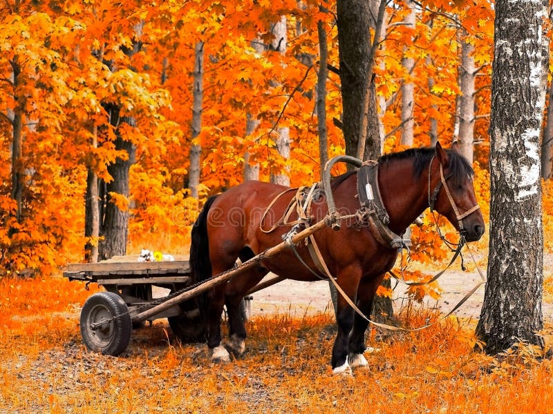 Paard in de gouden herfst royalty-vrije stock afbeeldingen Paard in de gouden herfst royalty-vrije stock afbeeldingen