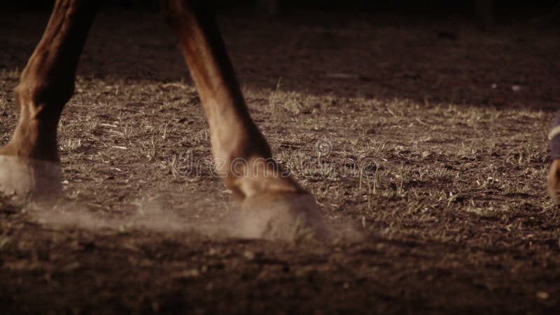 Paard die beenverbanden dragen