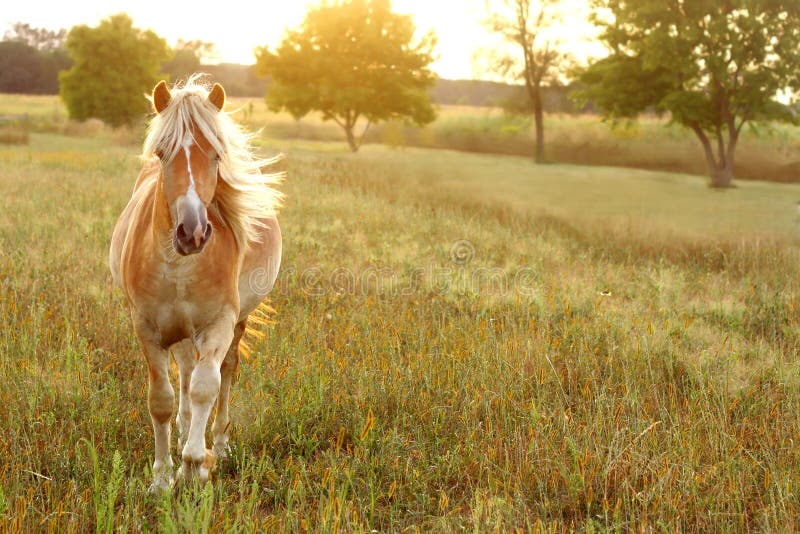 Paard die bij Zonsondergang lopen royalty-vrije stock foto Paard die bij Zonsondergang lopen royalty-vrije stock foto