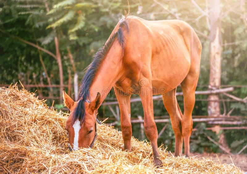 Paard die een hooi eten bij boerderijzomer royalty-vrije stock foto Paard die een hooi eten bij boerderijzomer royalty-vrije stock foto