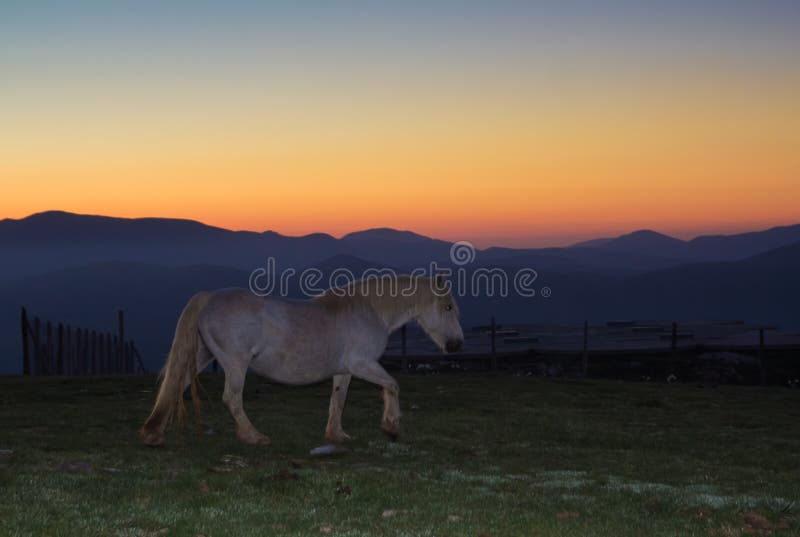 Paard die zich onder zonsondergang bevinden stock foto Paard die zich onder zonsondergang bevinden stock foto
