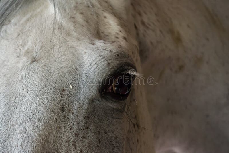 Paard headshot in ruiterclub, close-up, daglicht royalty-vrije stock afbeelding Paard headshot in ruiterclub, close-up, daglicht royalty-vrije stock afbeelding