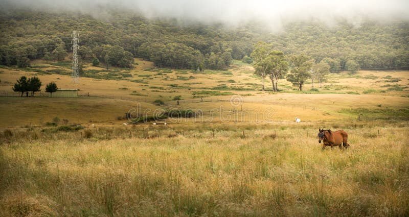 Paard op de boerderij royalty-vrije stock afbeeldingen