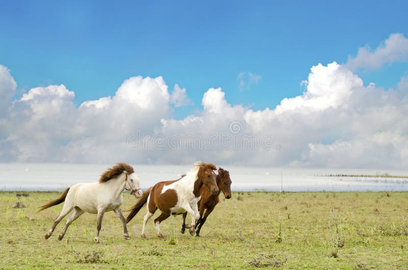 Paard op de weilandpaarden die in een weiland met de blauwe hemel lopen royalty-vrije stock afbeelding Paard op de weilandpaarden die in een weiland met de blauwe hemel lopen royalty-vrije stock afbeelding