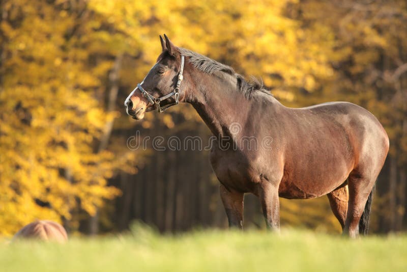 Stallion in the pasture on a background of colorful autumn trees looks at other horses at dusk. October, Poland. Stallion in the pasture on a background of colorful autumn trees looks at other horses at dusk. October, Poland.