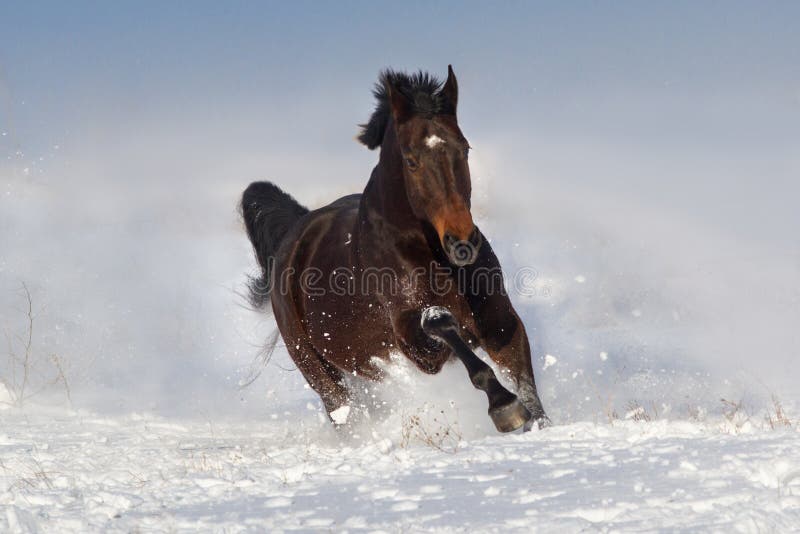 Paard op sneeuwgebied dat in werking wordt gesteld stock foto's Paard op sneeuwgebied dat in werking wordt gesteld stock foto's