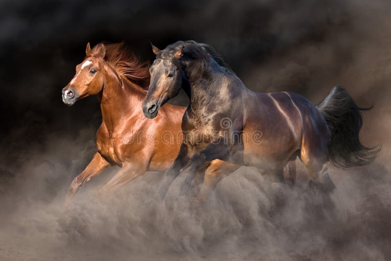 Paard twee in woestijnonweer