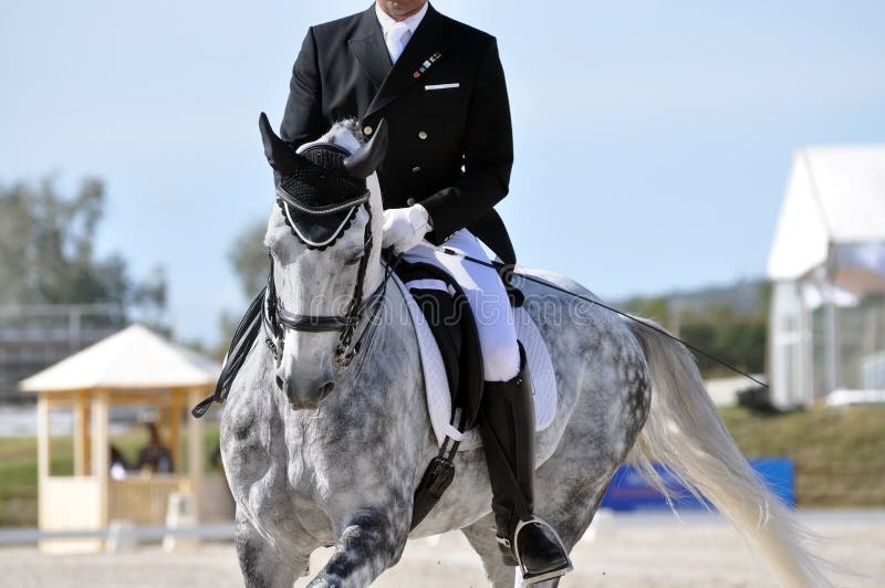 Paard van de vlek het grijze dressuur royalty-vrije stock afbeeldingen Paard van de vlek het grijze dressuur royalty-vrije stock afbeeldingen